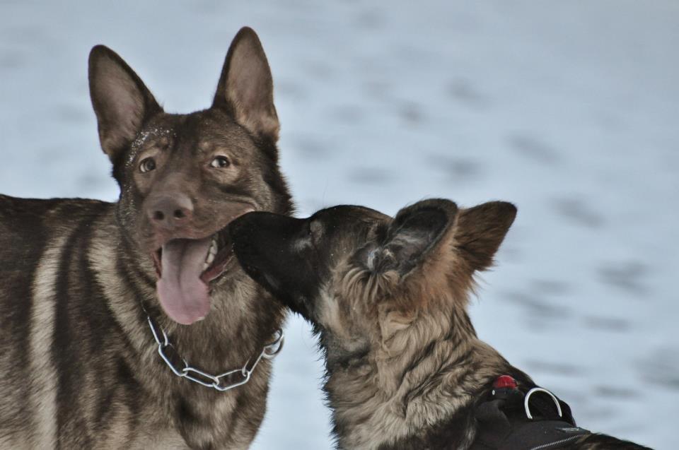 Schæferhund Joy's Sueno billede 16