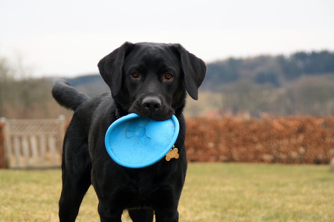 Labrador retriever Anton billede 19