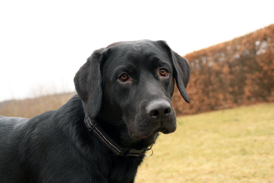 Labrador retriever Anton billede 20