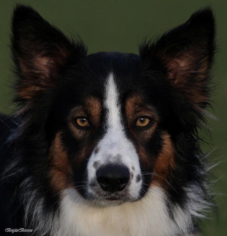 Border collie Jett R.I.P billede 24