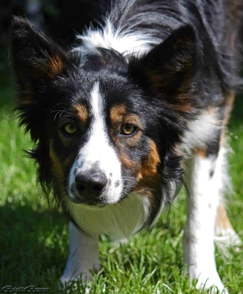 Border collie Jett R.I.P billede 25