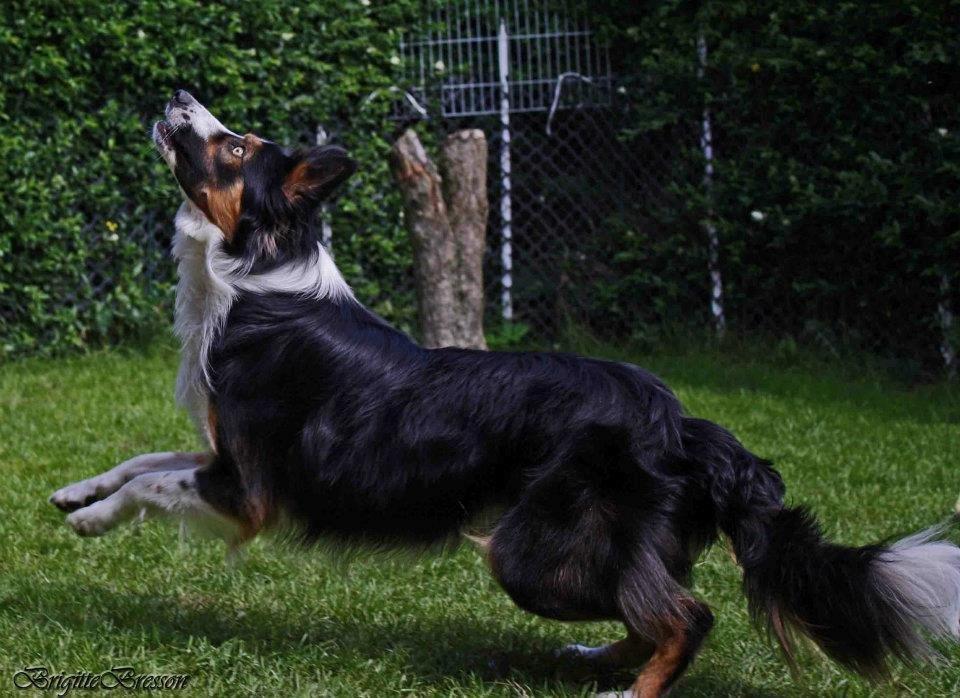 Border collie Jett R.I.P billede 27