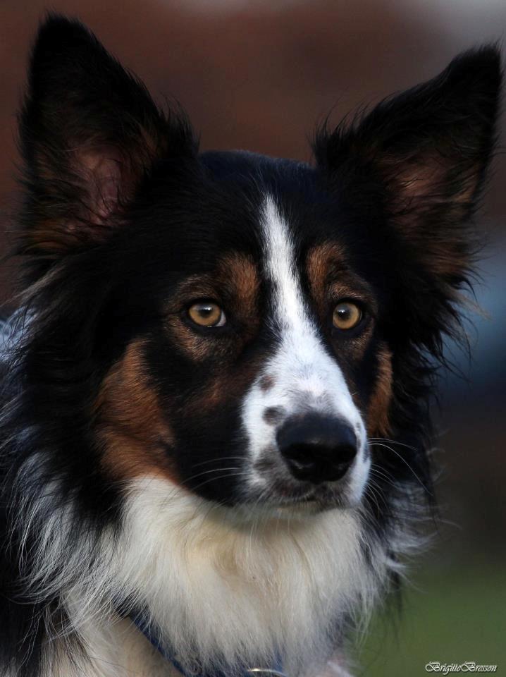 Border collie Jett R.I.P billede 23