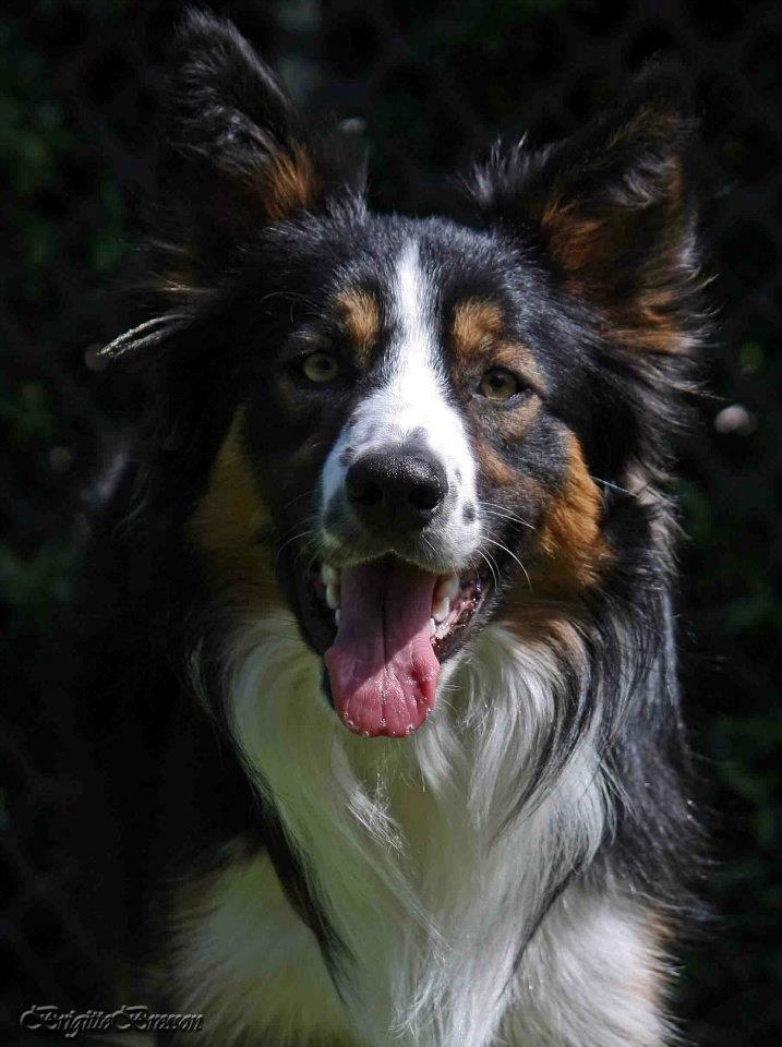Border collie Jett R.I.P billede 22