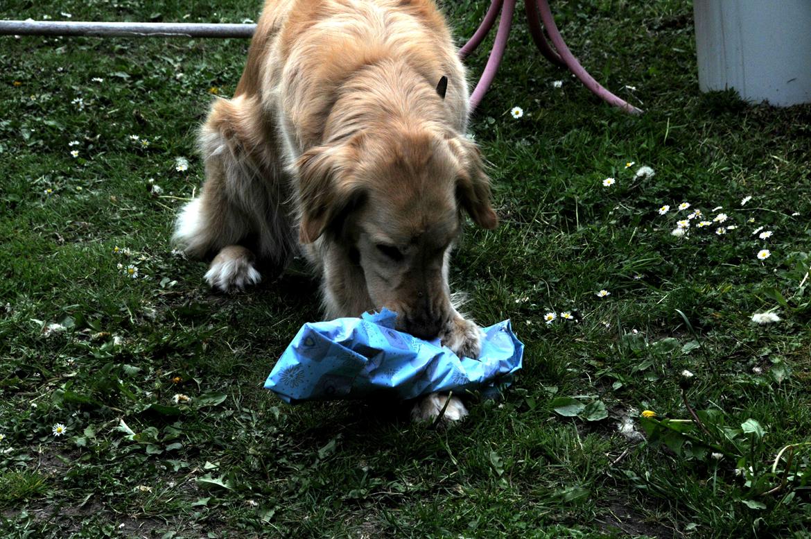 Blanding af racer Alex - Pakker fødselsdagsgave op! billede 12