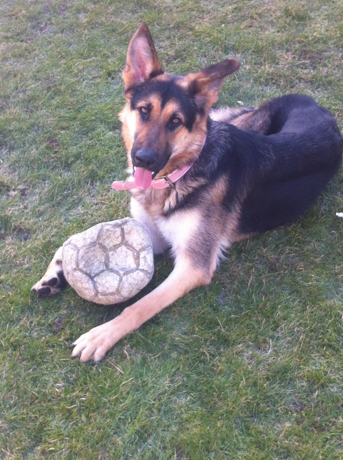 Schæferhund Diva (Himmelhund) - Februar 2013 billede 9