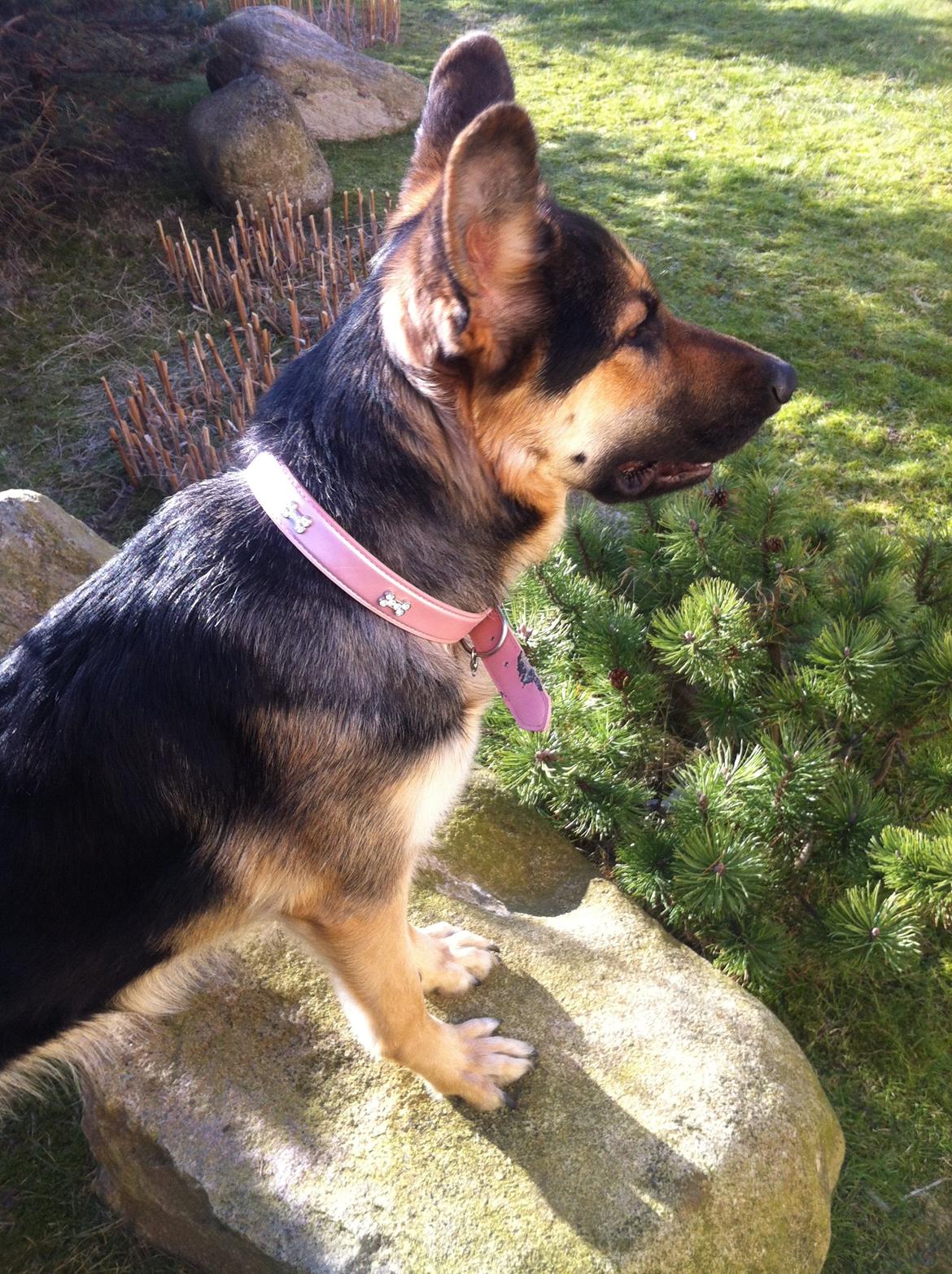 Schæferhund Diva (Himmelhund) - Hey! Her bor jeg, altså. billede 14