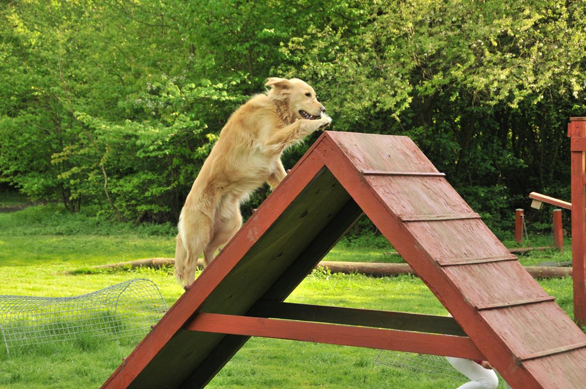 Blanding af racer Alex - Agility... :-) billede 13