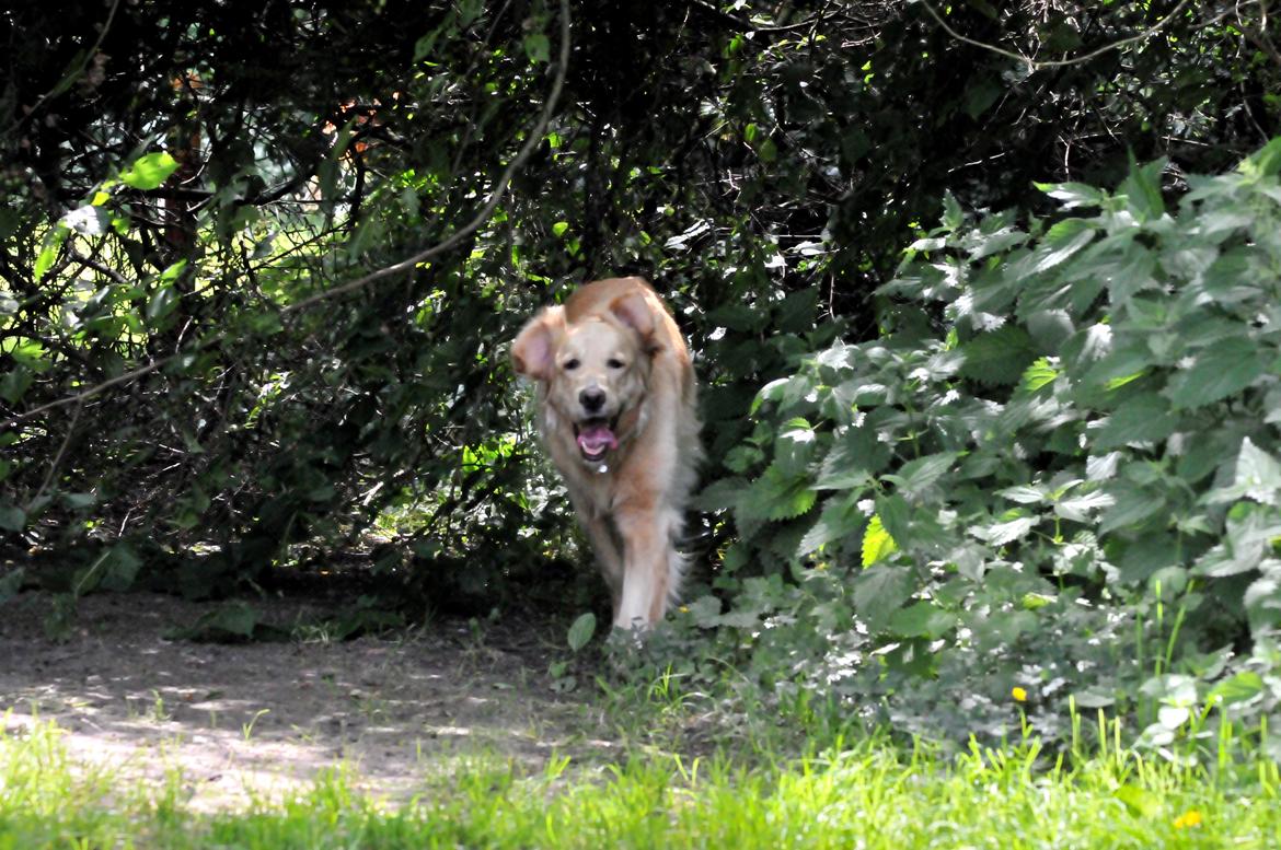 Blanding af racer Alex - Haha... ;-) billede 14