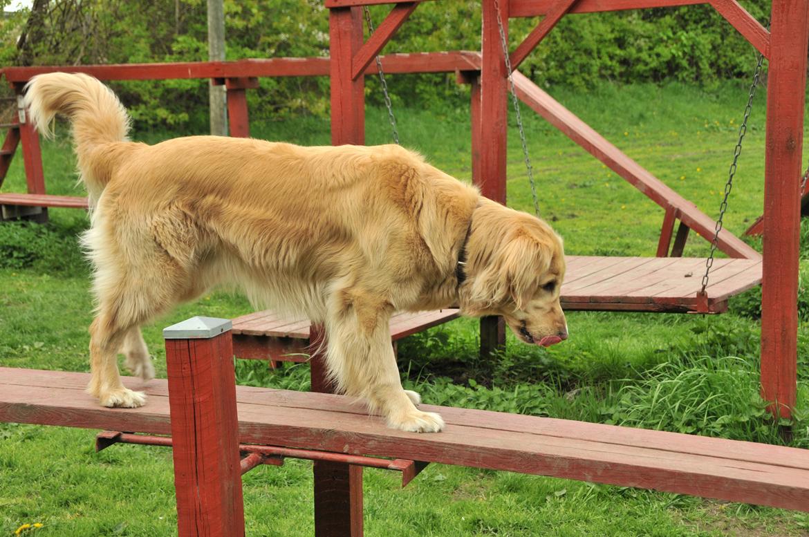 Blanding af racer Alex - Agility, igen... ;-) billede 15