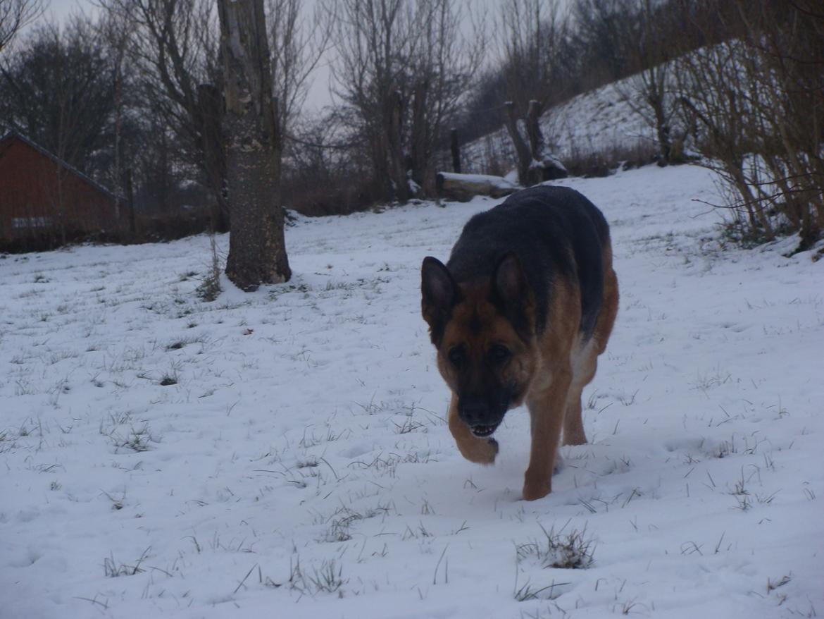 Schæferhund Tesvanes Gabbie billede 7