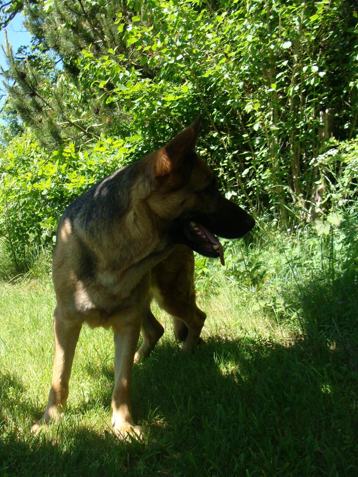 Schæferhund Tesvanes Gabbie billede 5