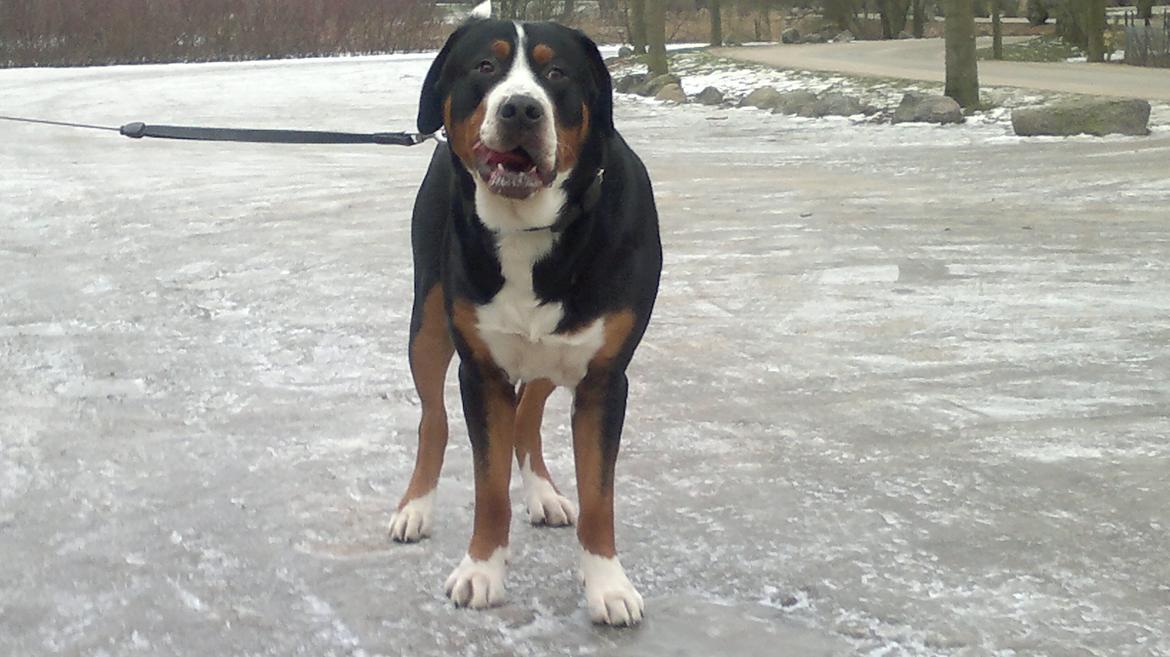 Grosser schweizer sennenhund Frodo Lucky Swiss - Frodo 19 måneder billede 28