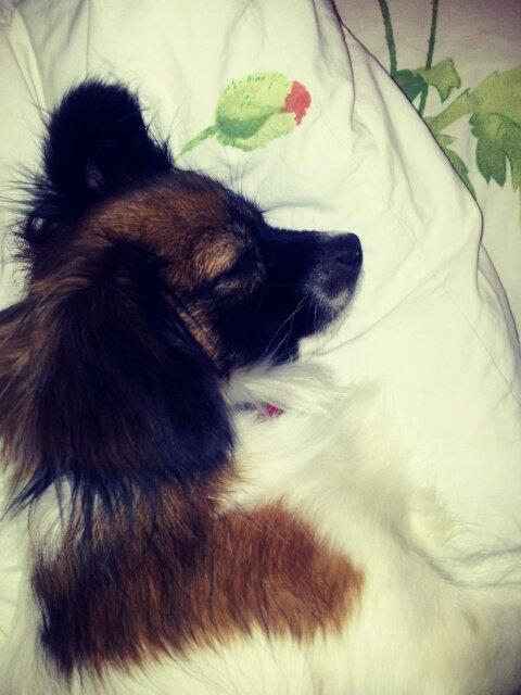 Papillon Disá Demantur billede 4