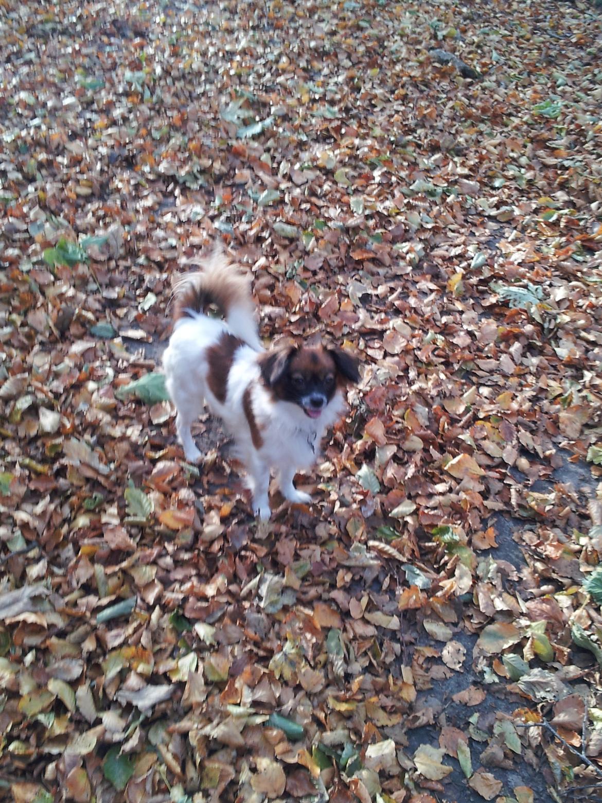 Papillon Disá Demantur - Nede i kilden billede 3