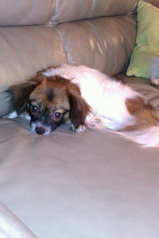 Papillon Disá Demantur billede 2