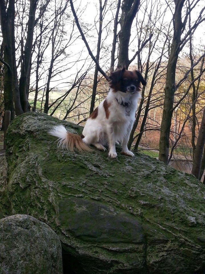 Papillon Disá Demantur - 2012 nede i kilden billede 1