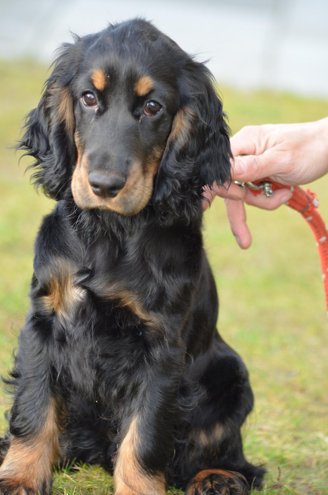 Cocker spaniel Thor - Thor billede 1