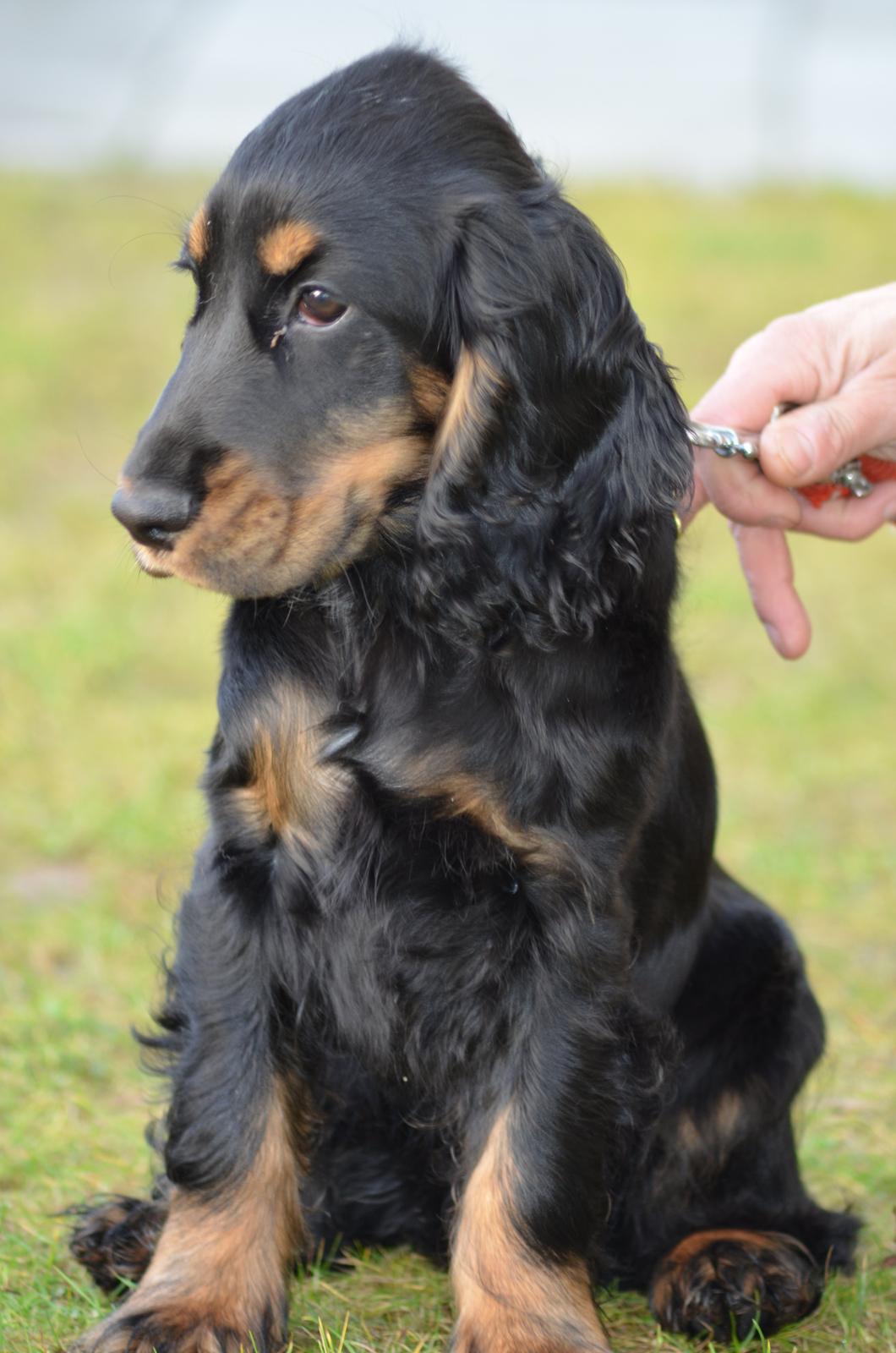 Cocker spaniel Thor - Thor billede 2