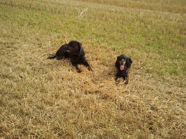 Cocker spaniel Thor - Thor med sin søster(Freja) på marken  billede 3