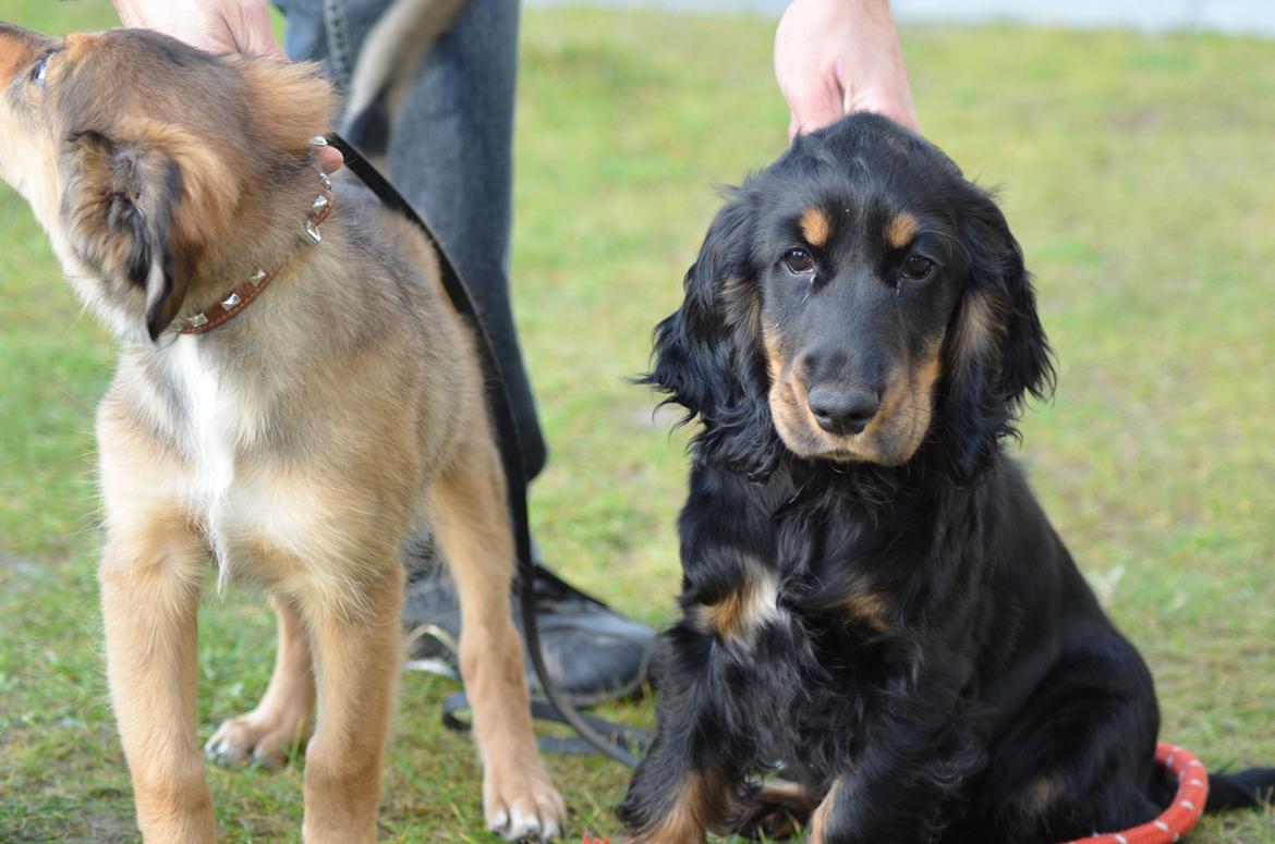 Cocker spaniel Thor - Thor med min søns hund Odin  billede 4