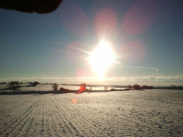 Cocker spaniel Thor - Et billede fra en tur på marken billede 5
