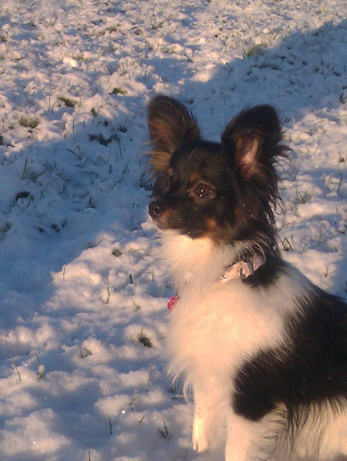 Papillon Malou My Dream billede 1