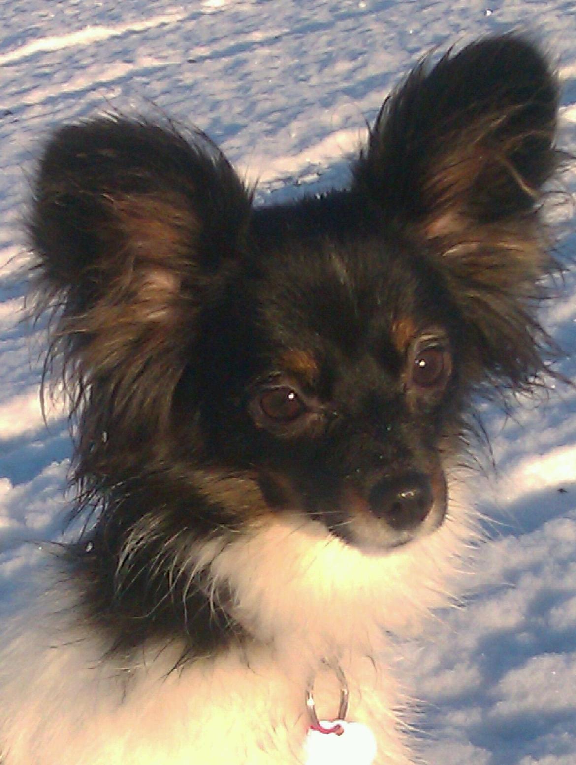 Papillon Malou My Dream billede 3