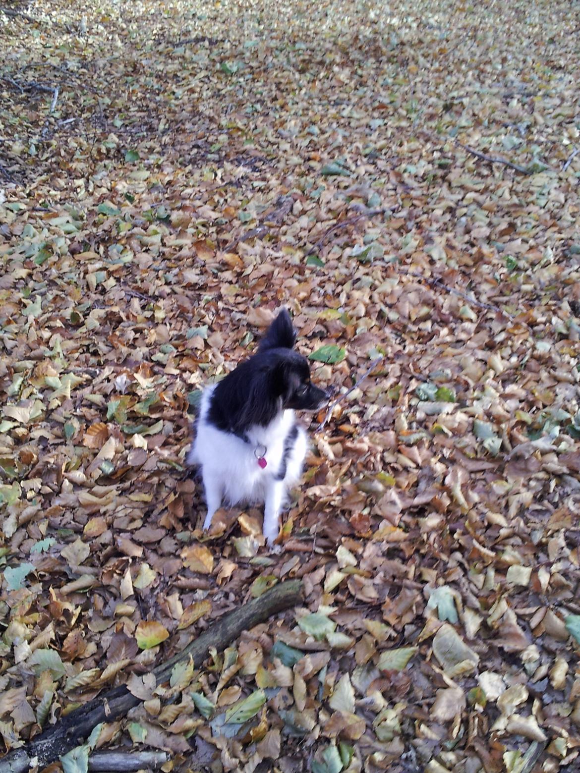 Papillon Malou My Dream billede 2