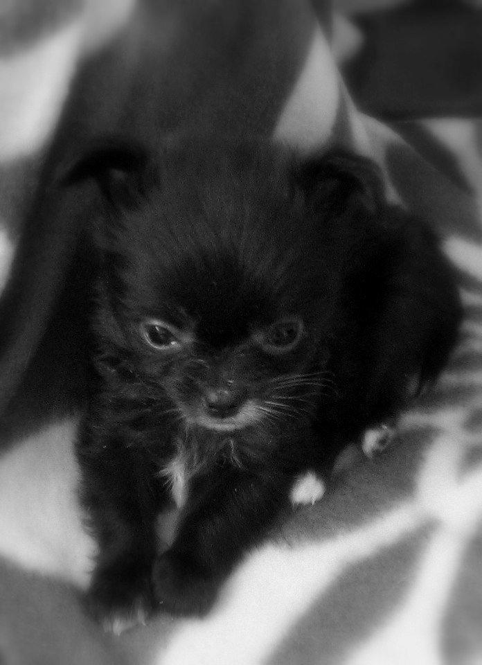 Blanding af racer Armani billede 2