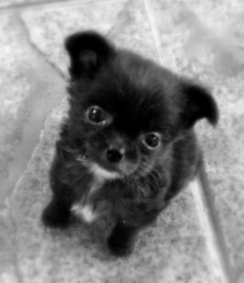 Blanding af racer Armani billede 3