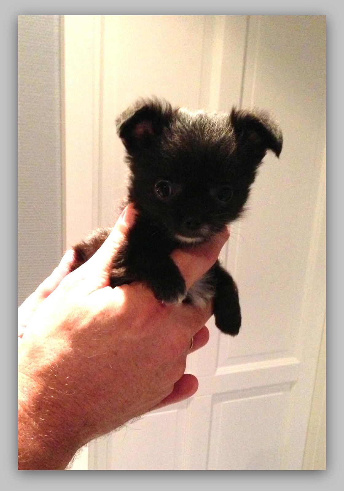 Blanding af racer Armani billede 1