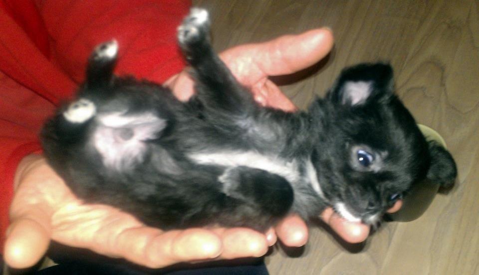 Blanding af racer Armani billede 4