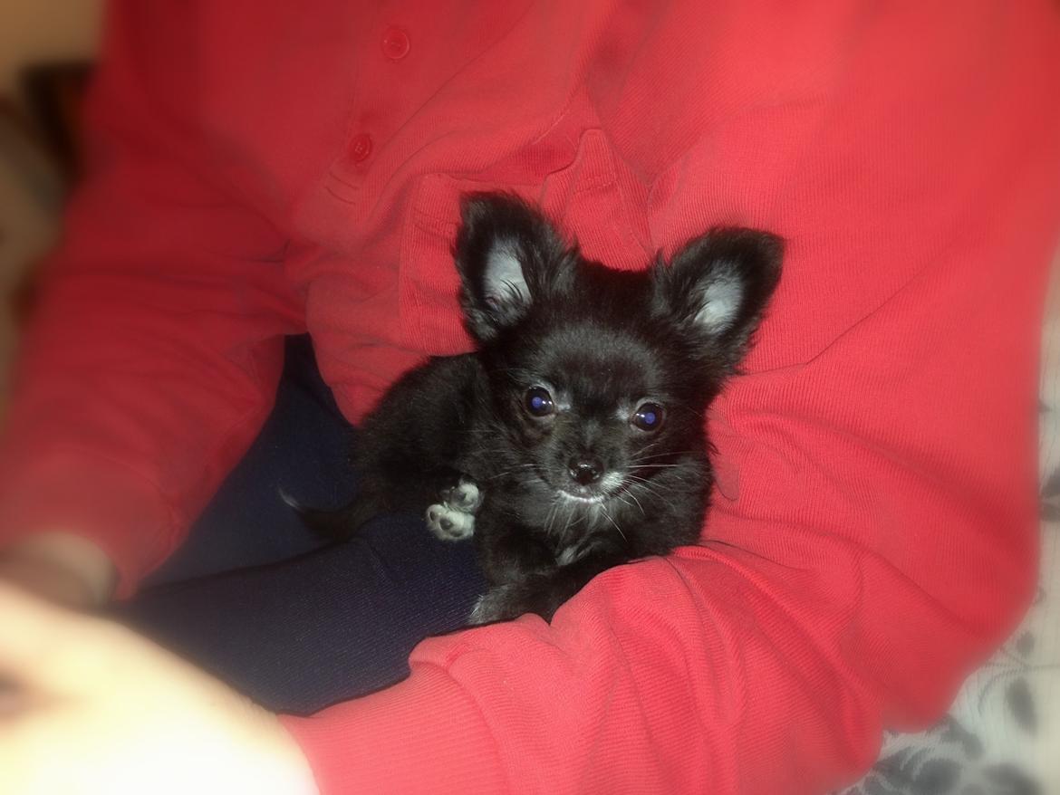 Blanding af racer Armani billede 6