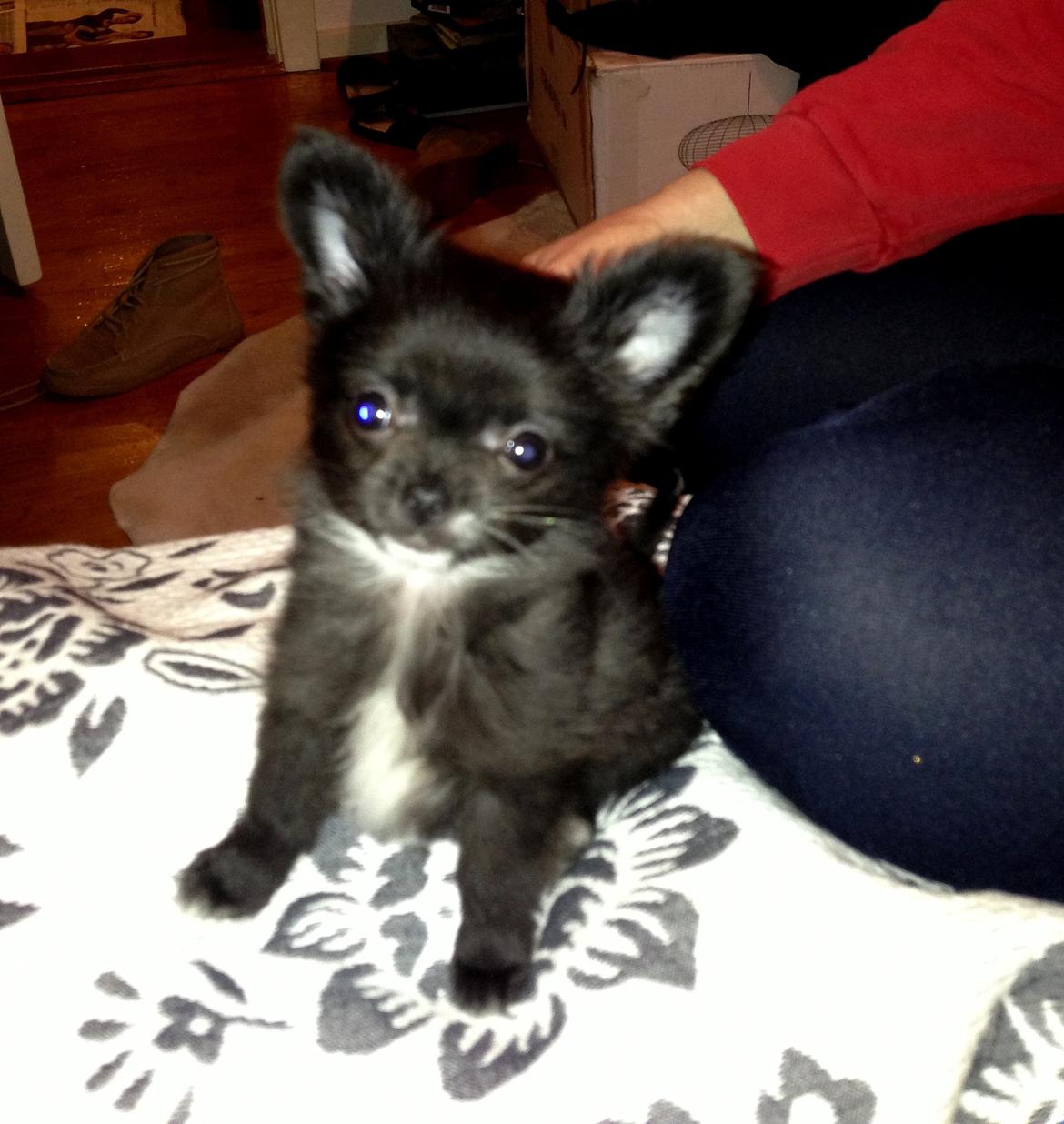 Blanding af racer Armani billede 7