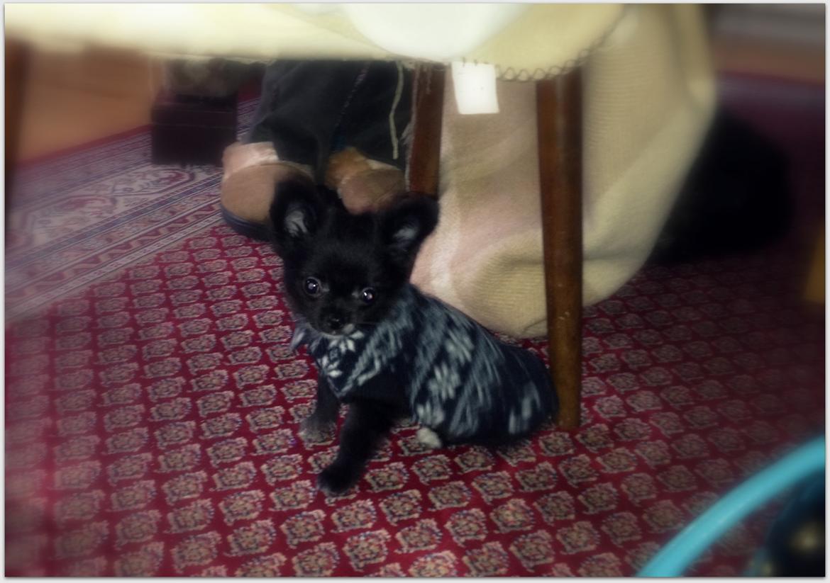 Blanding af racer Armani billede 9