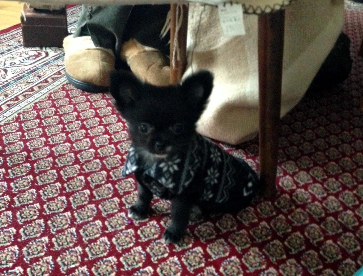 Blanding af racer Armani billede 10