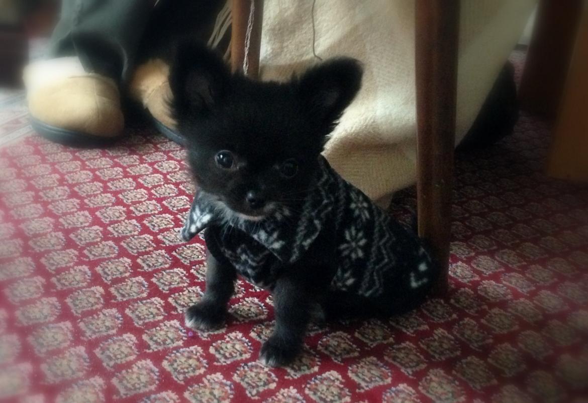 Blanding af racer Armani billede 11