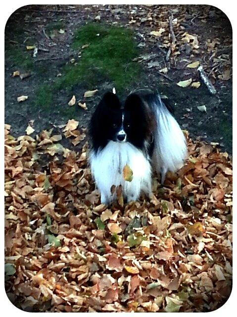 Papillon Gallinas Artemis billede 1