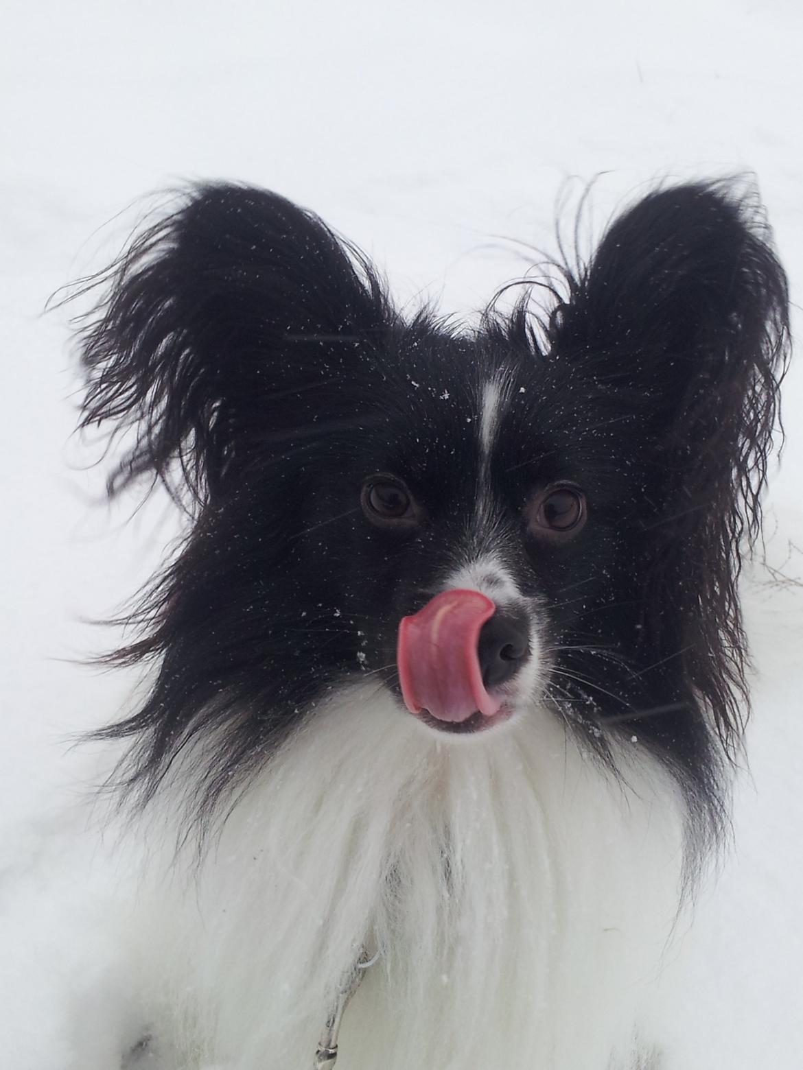 Papillon Gallinas Artemis billede 5