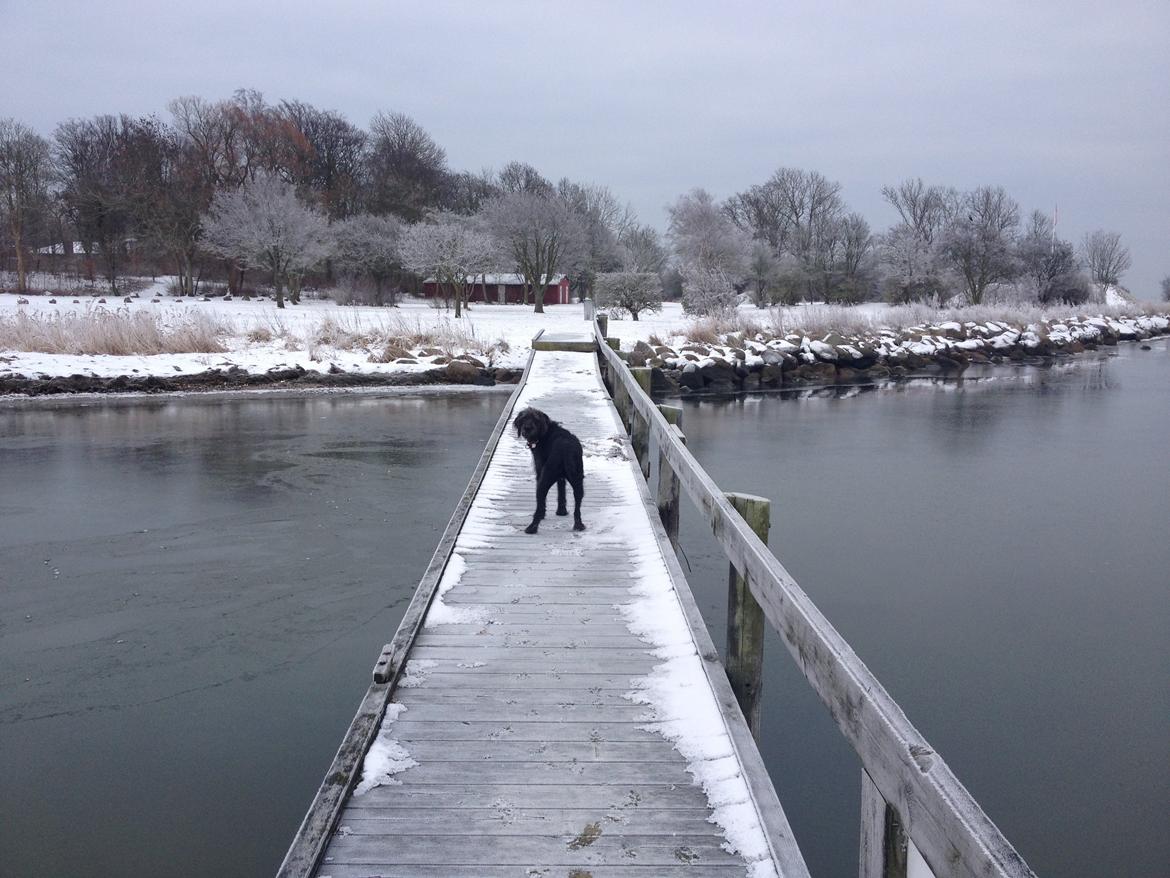 Blanding af racer King - Velkommen til Kings profil :) billede 1