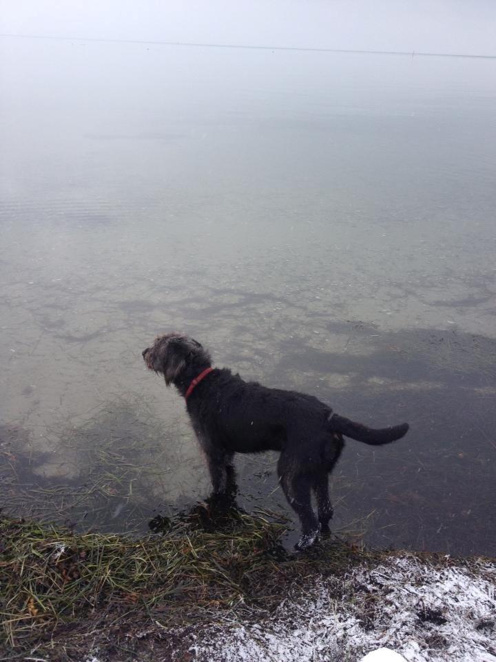 Blanding af racer King billede 2