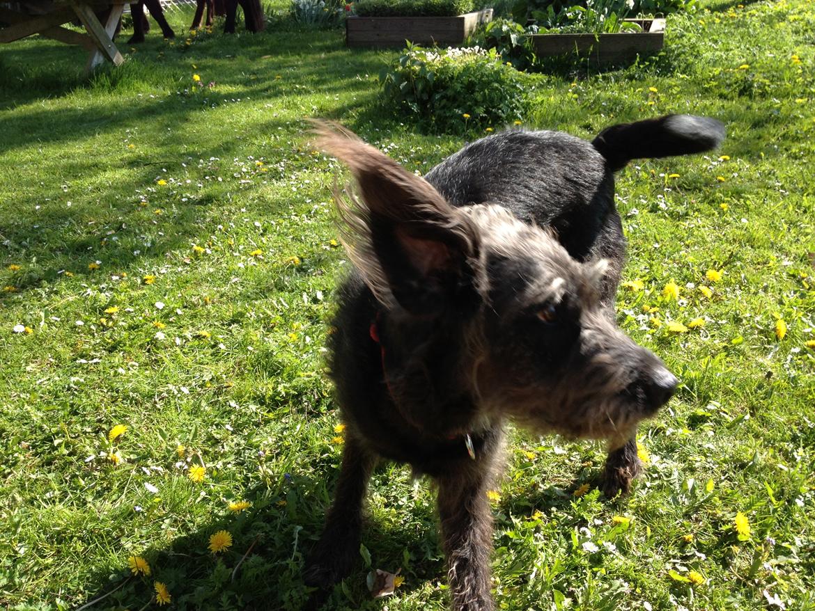 Blanding af racer King billede 3