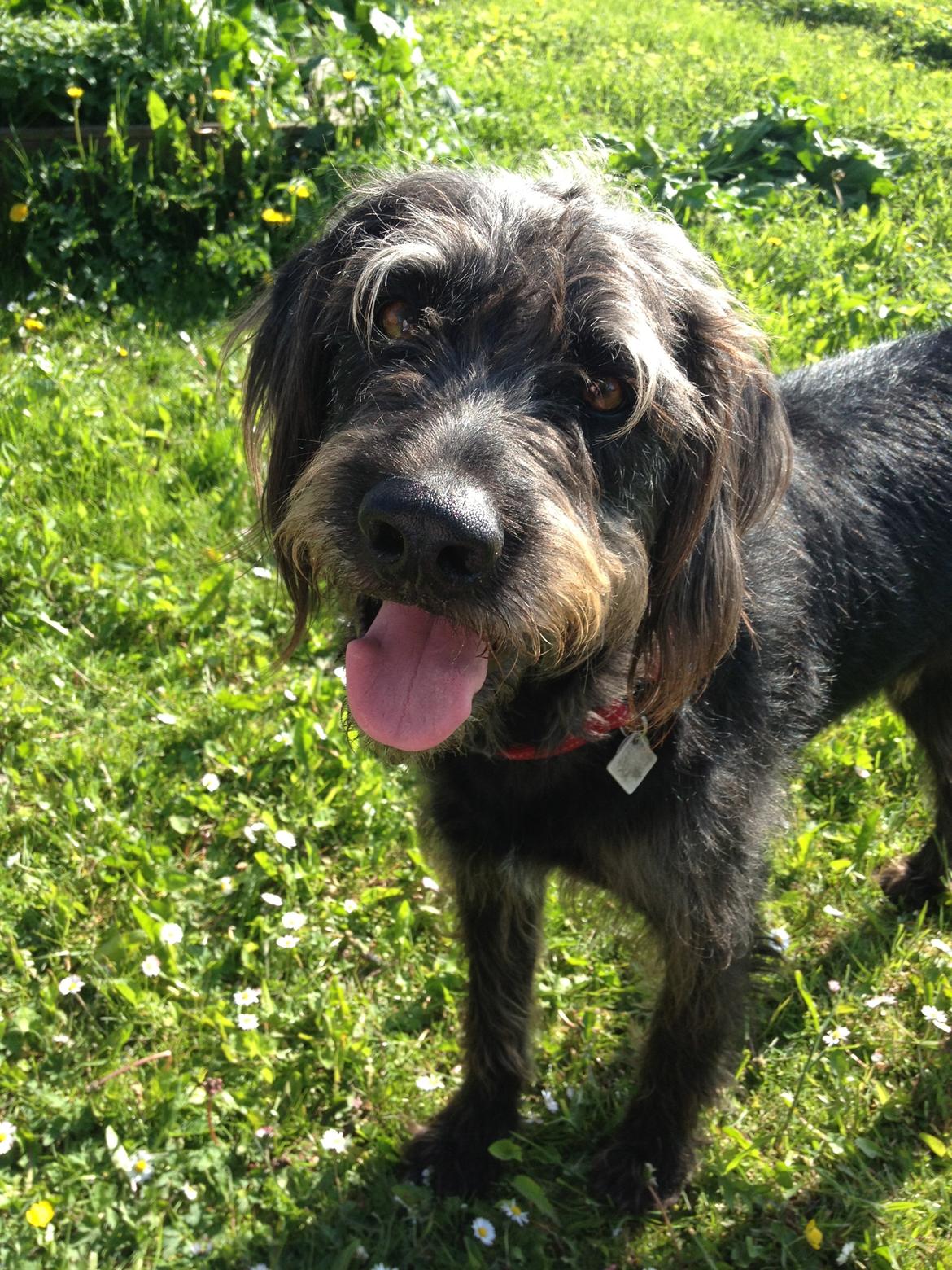 Blanding af racer King billede 4