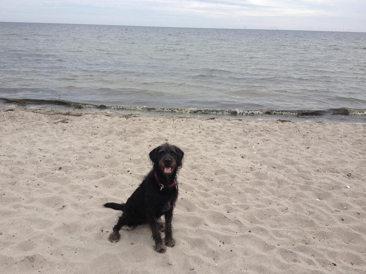 Blanding af racer King billede 5