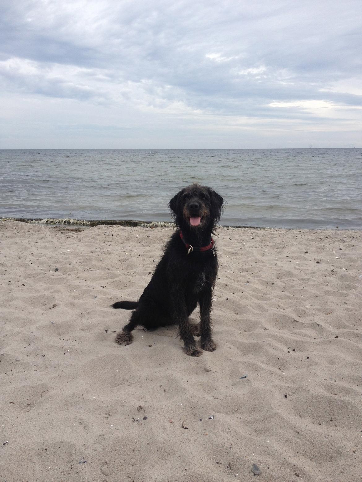 Blanding af racer King billede 6