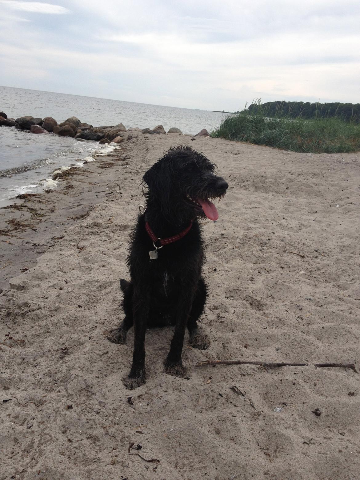 Blanding af racer King billede 7