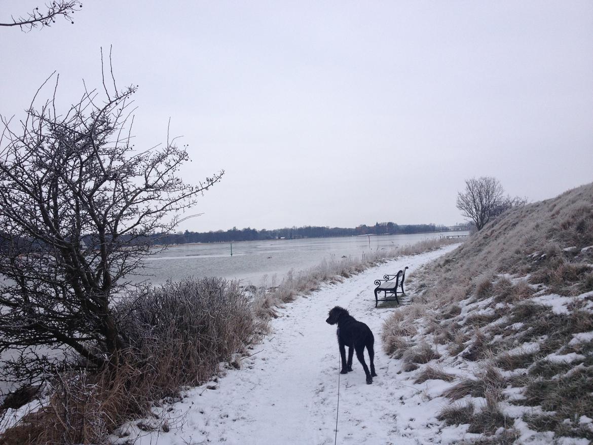 Blanding af racer King billede 8