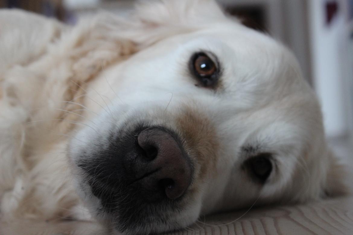 Golden retriever Luca billede 15