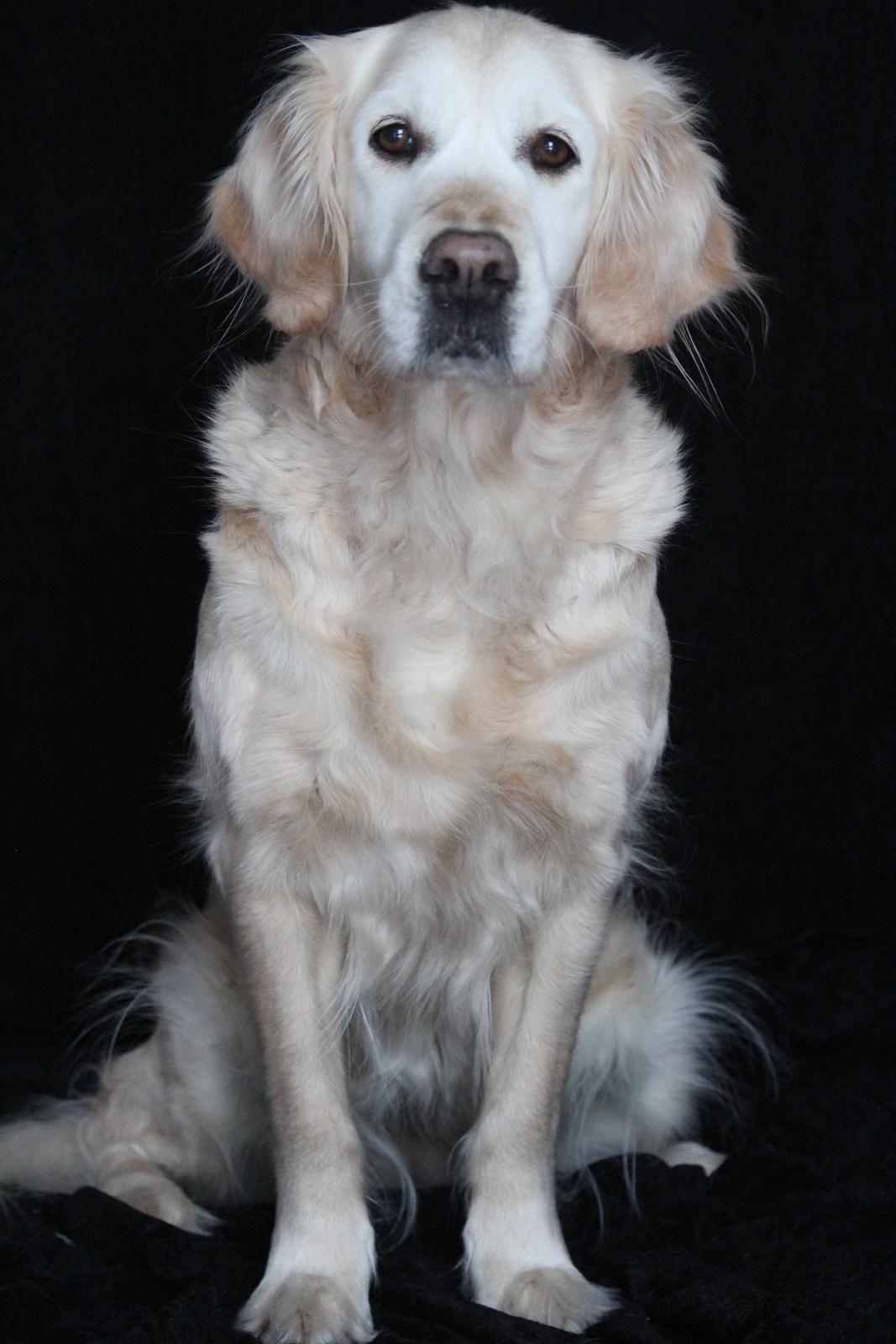 Golden retriever Luca billede 16